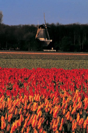 tulips_windmill.jpg
